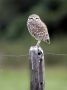 Day02 - 46 * Burrowing Owl